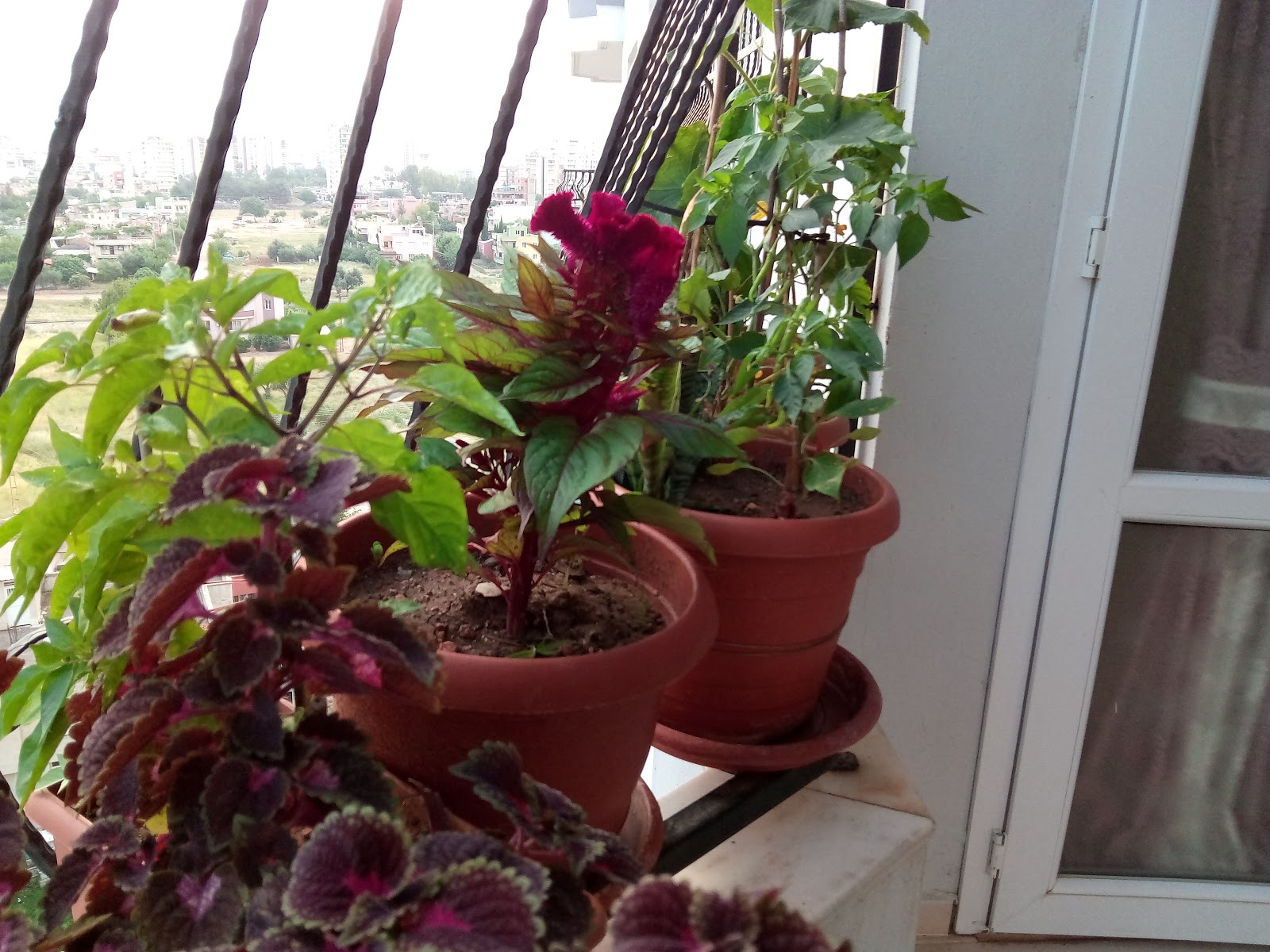 Balkon Bostanı Bölüm 1 Balkon Bostanı Bölüm 1
