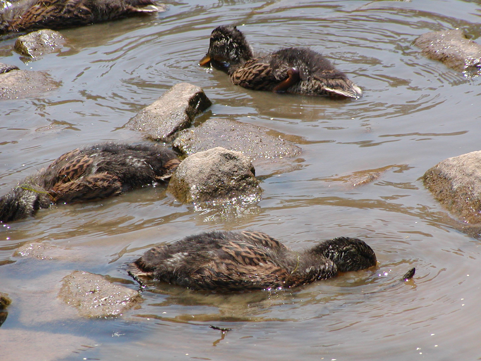 Positively At Home In Feeding Wild Ducks