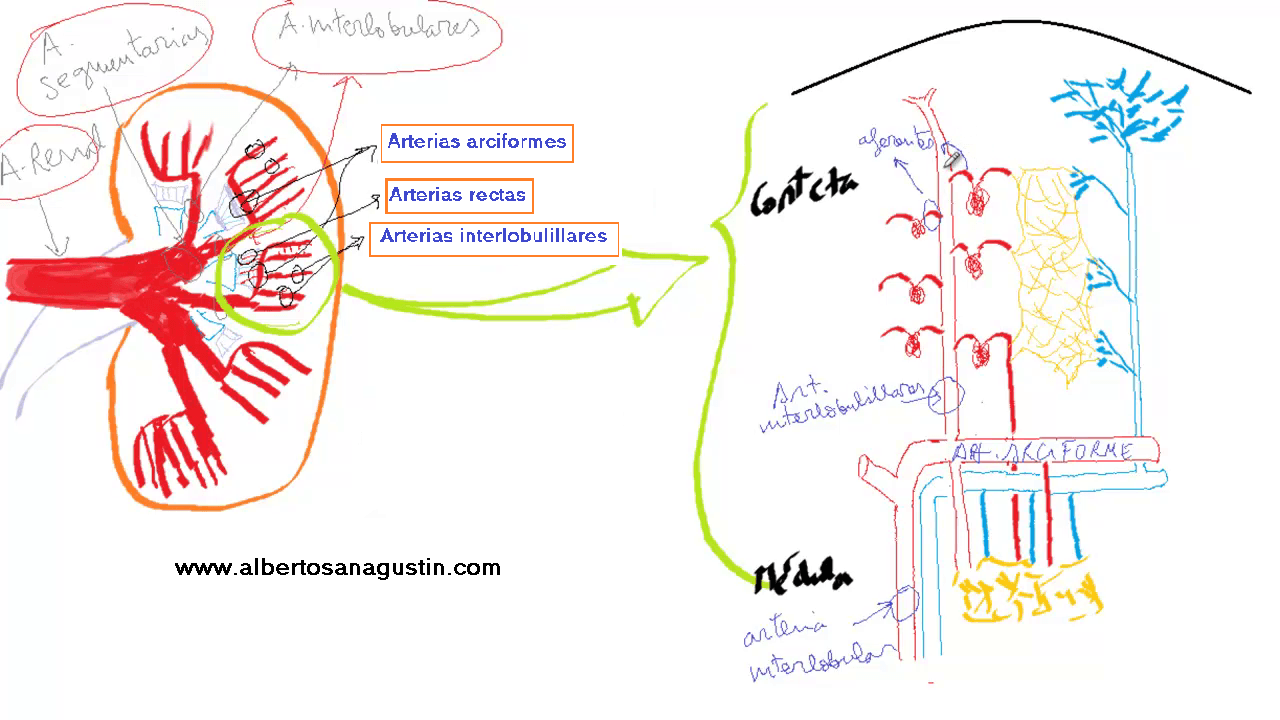 circulación renal y nefrona