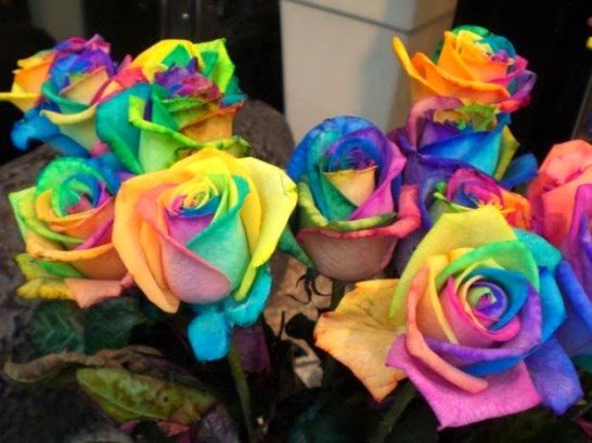 Rosas Arcoíris (Multicolores).