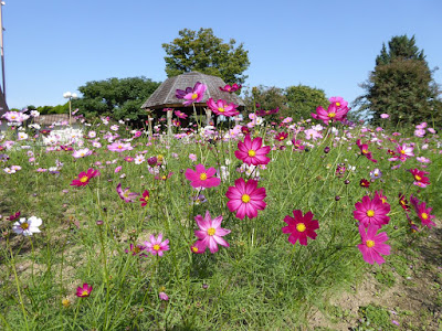 花博記念公園鶴見緑地のコスモス