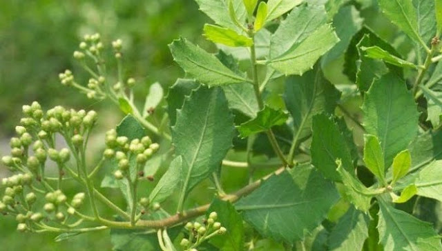 10 Jenis Tanaman Obat Asli Indonesia Beserta Manfaatnya