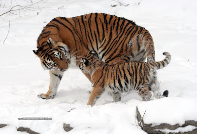 Animales - Tigres - Papá Tigre - Felinos