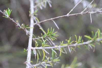 Lippia rosmarinifolia