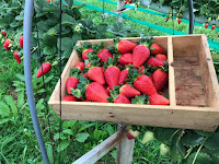 Huertas hidropónicas para fresas