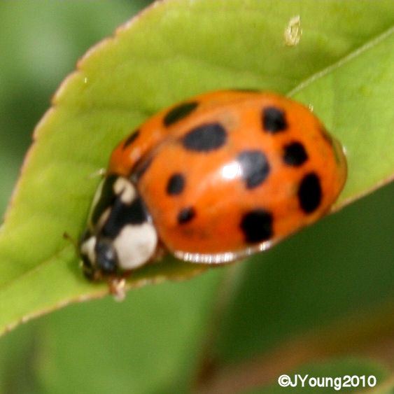 South African Photographs Harlequin Ladybird (Harmonia axyridis)