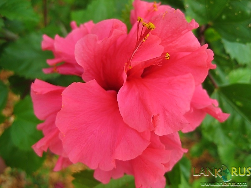 гибискус маниоковый. лилия формоза ред. отель гибискус шри ланка. гибискус шри ланка отзывы. Hibiscus beach шри ланка.