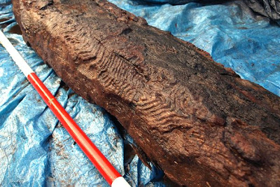 6,000-year-old wood carving unearthed in Wales