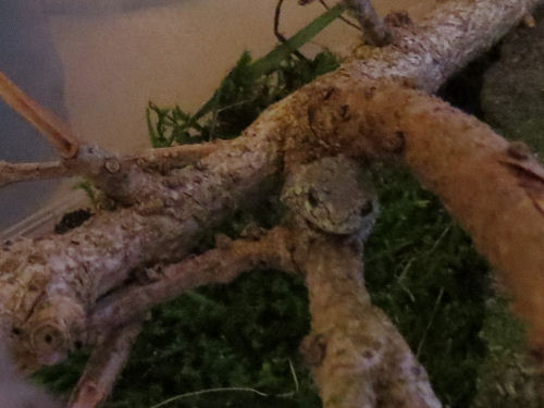 tree frog in a terrarium
