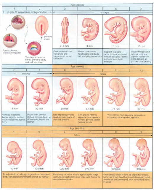  ثم التسلسل من خلق النطفة علقة ثم مضغة ..إلى أخر أية هو تسلسل تطوري هو نفسه الذي يصادق عليه العلماء في تطور الكائنات من كائنات بسيطة إلى اكثر تعقيد يعني ان الجنين البشري يجب ان يمر بكل تلك المراحل التي مر بها اسلافه حتى يصبح خلق ما هوا عليه الأن .