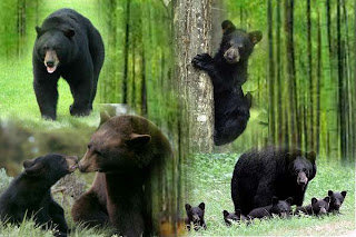 Kumpulan_gambar_beruang_hitam