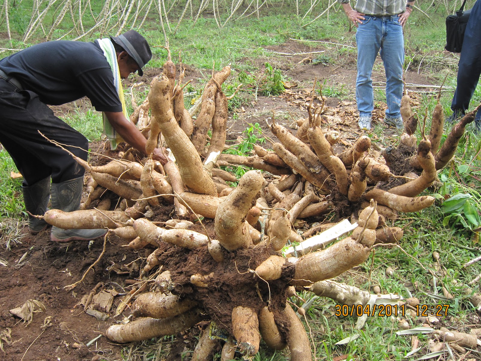 PT GREAT BIG CASSAVA High Yield Cassava Variety by Bambang Danardono
