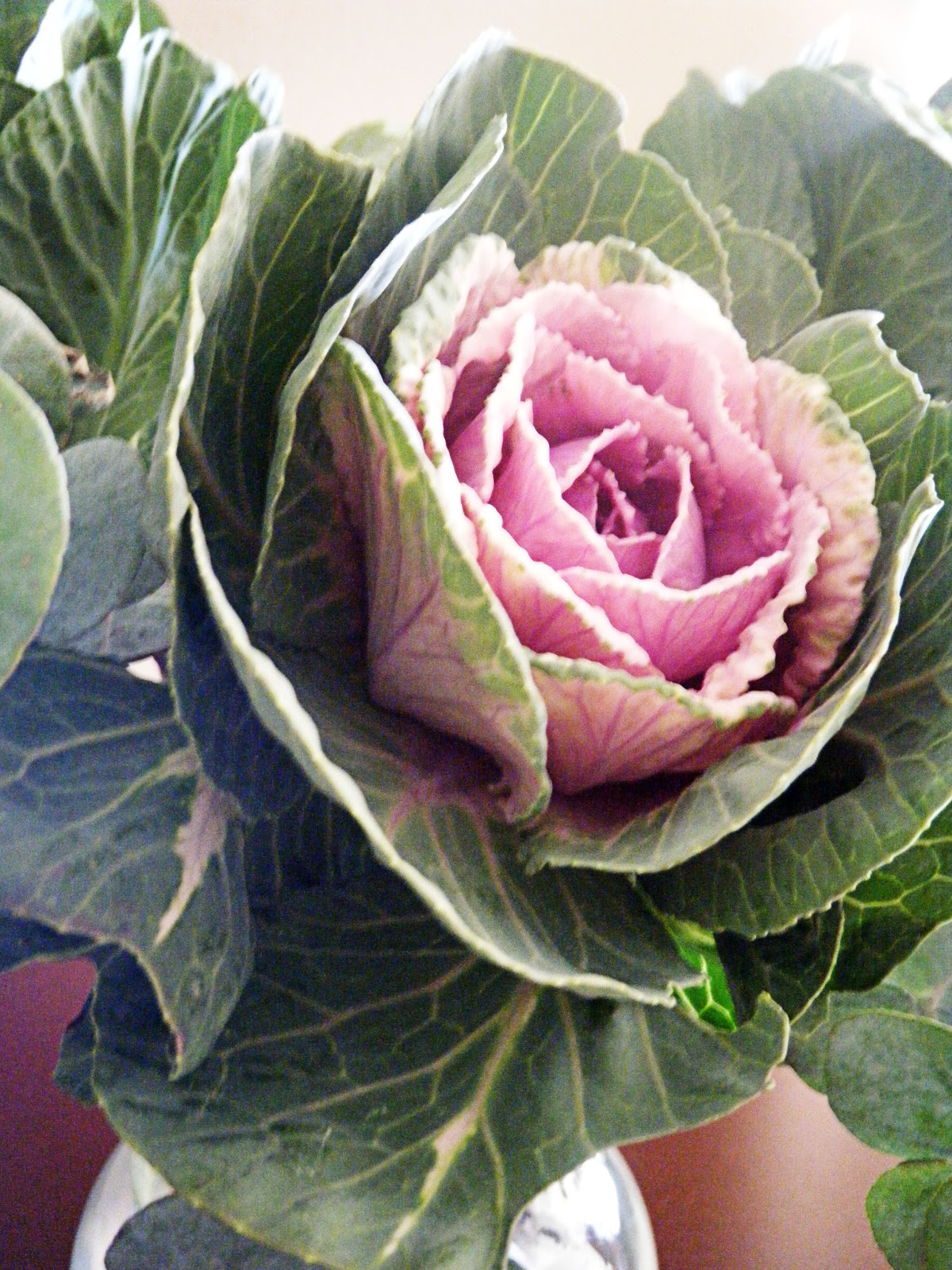 shannonigans is now shannon's scribbles! Beer + Cabbage (Flowers)