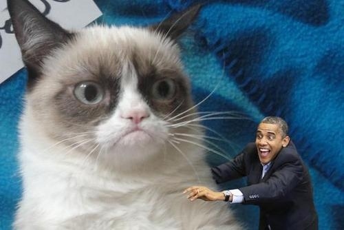 Humor Obama gato