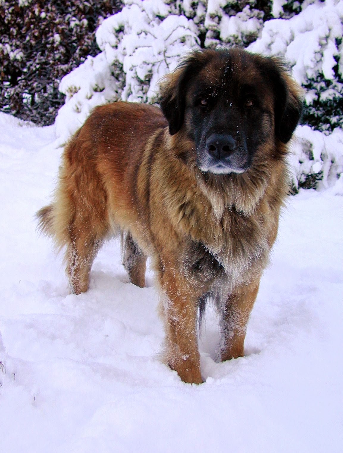 Top 10 cold weather dog breeds for a family with children