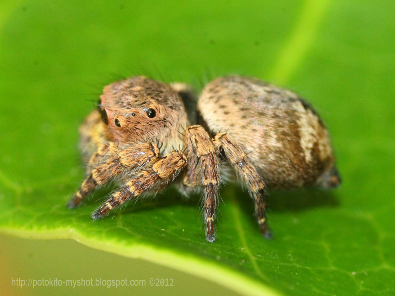 Brown Jumping Spider (Simaetha sp)