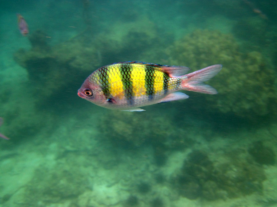 go-where-the-sun-takes-you: DAY 14: THAILAND - PHI PHI ISLAND: speed ...