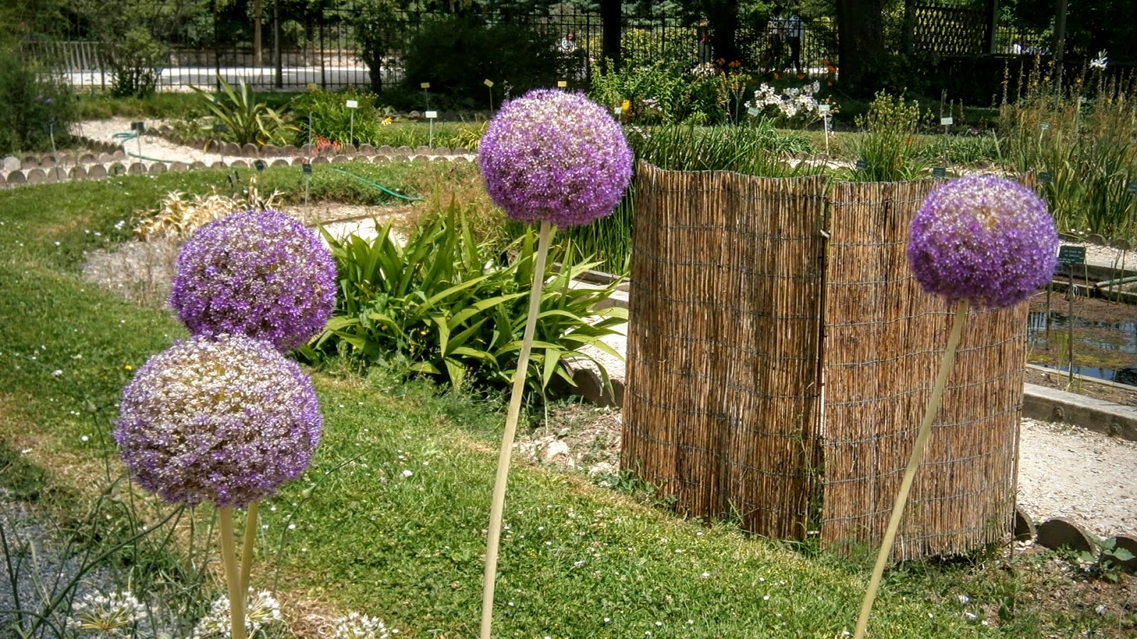 A Paris et ailleurs: Quatre fleurs violettes en forme de boules au