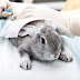 Victory! Australia Bans Cosmetic Animal Testing Nationwide