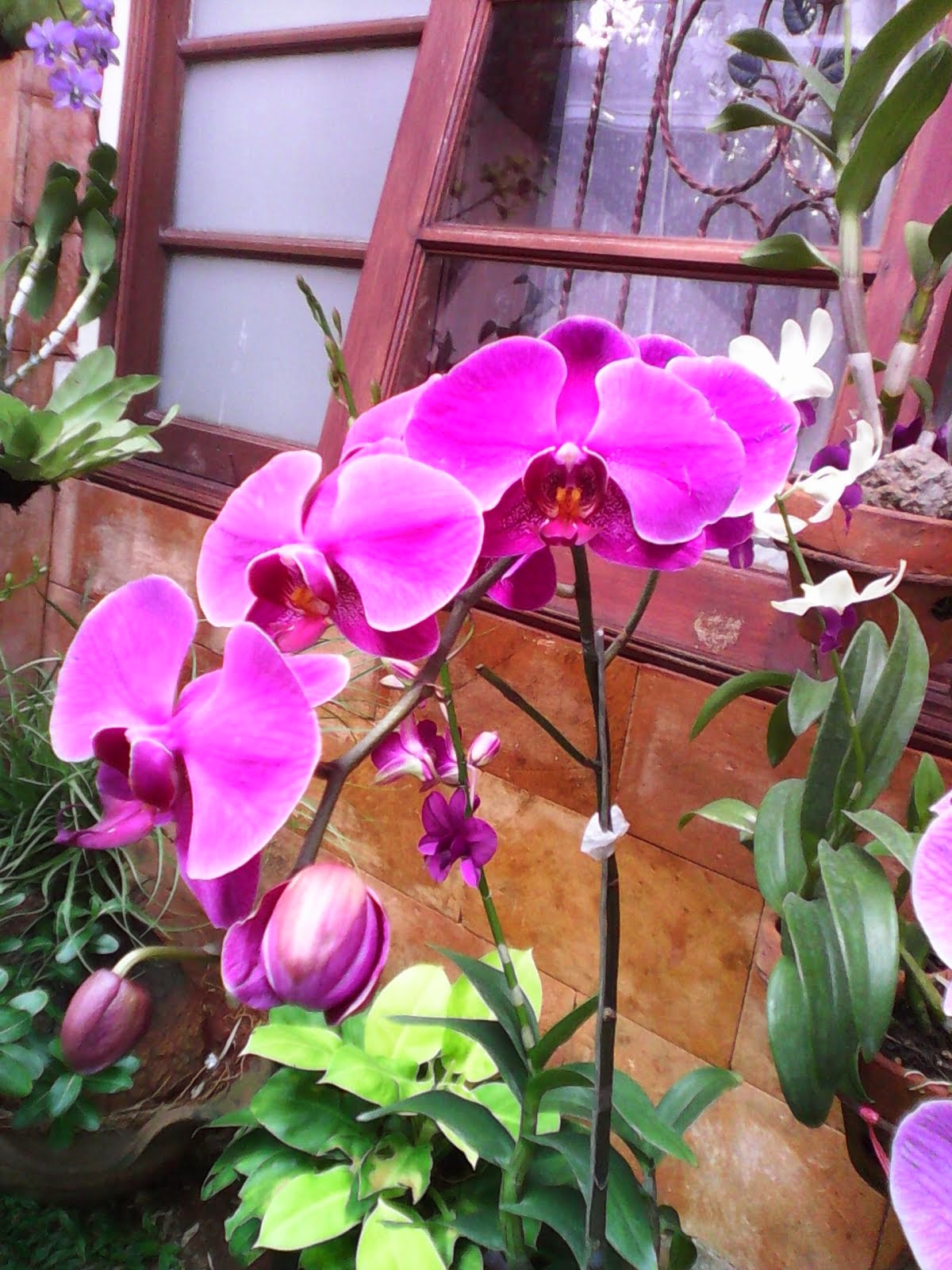 MARKETPLACE DEPOK: JUAL ANGGREK DI GRAND DEPOK CITY. JASA ...