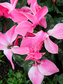 Allan Gardens Conservatory 2014 Spring Flower Show pink cyclamen by garden muses-not another Toronto gardening blog