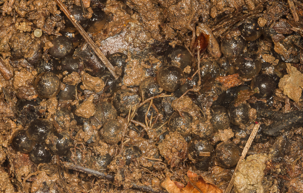 Roads End Naturalist Marbled Salamander eggs
