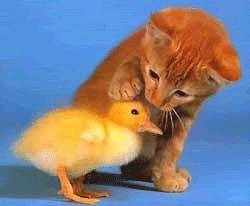 10 Animasi Kucing Lucu Bergerak Terbaru Gambar Anak Ayam Download