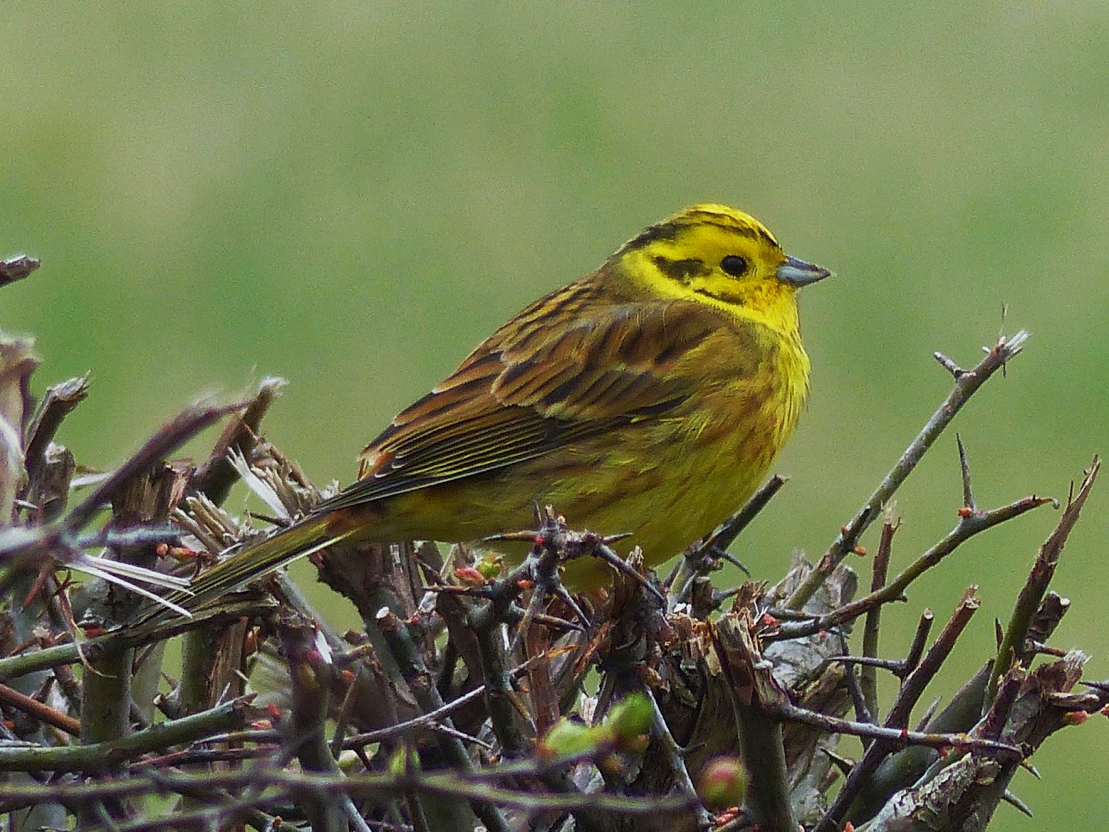 Calderdale Birds Yellowhammer