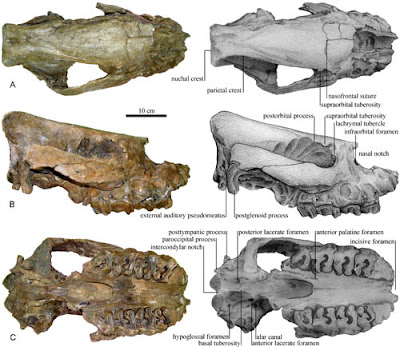 New species of hornless Rhino from Late Miocene found in Thailand
