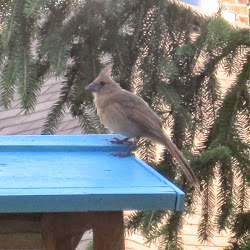 funny bird watching dad strikes harrison hanging don leave