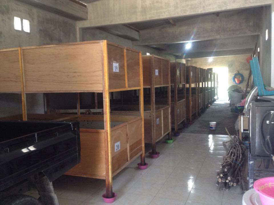 Cara Beternak Jangkrik Efektif: cara menetaskan telur jangkrik cara