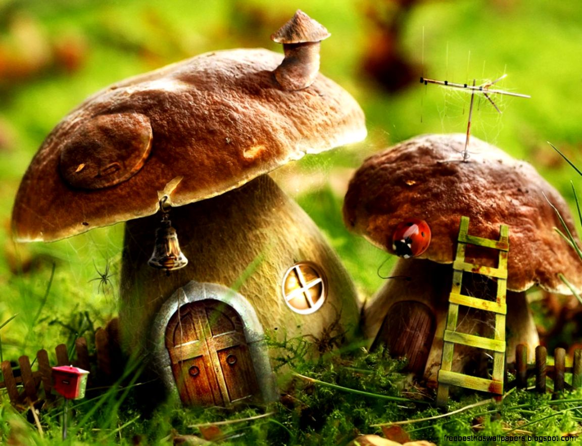 Spectacular Mushrooms Wallpaper  Full HD Pictures