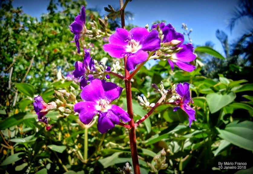 Meu Cantinho Verde ORELHADEONÇA ( Tibouchina heteromalla ) Meu Cantinho Verde ORELHADEONÇA ( Tibouchina heteromalla )