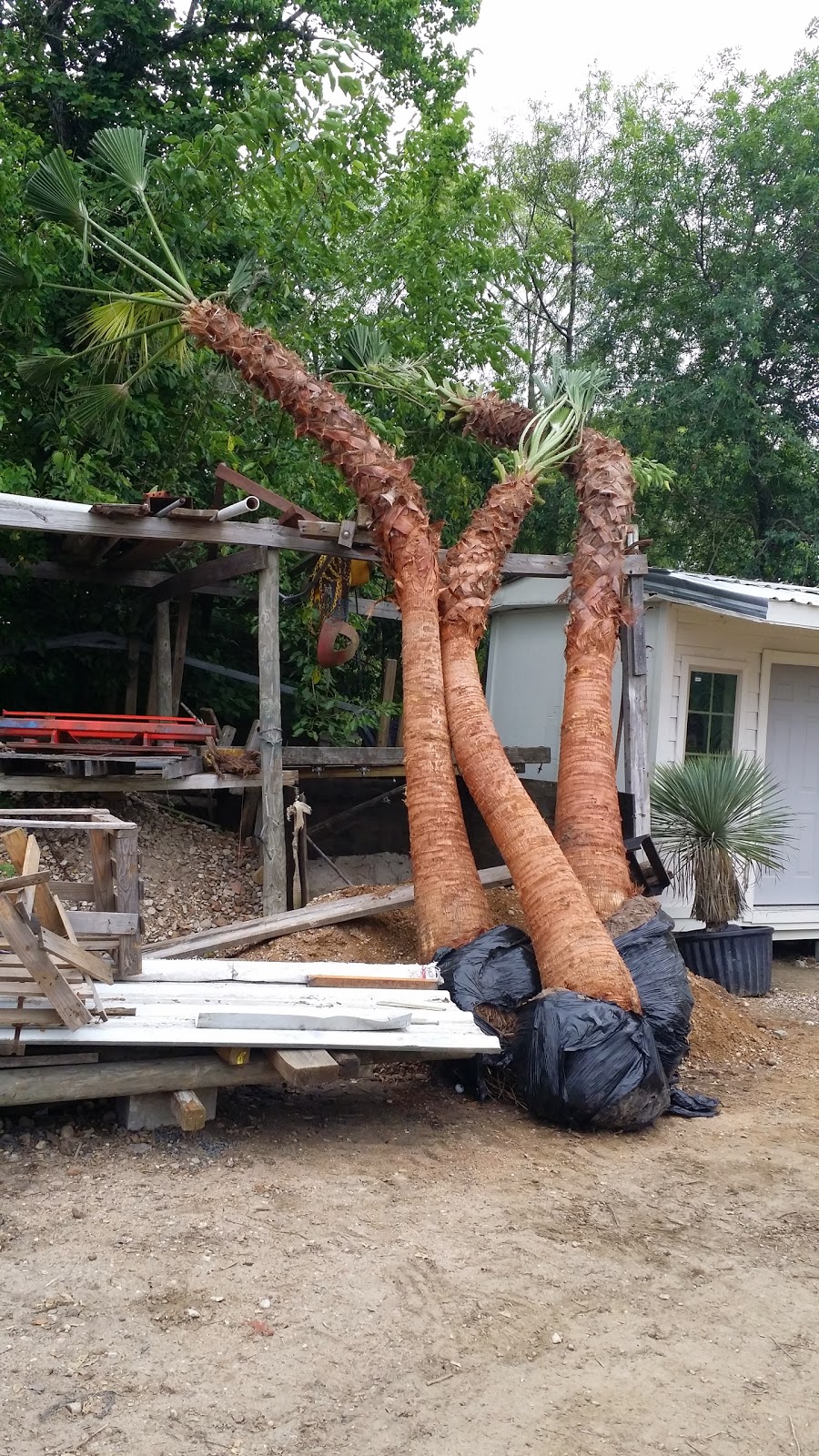 Cold Hardy Palm Trees in Houston Curved Palm Trees Character Palm