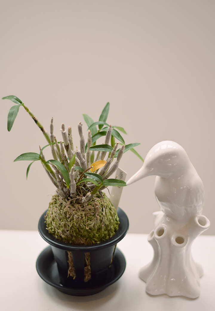 Reda Tomingas Visiting