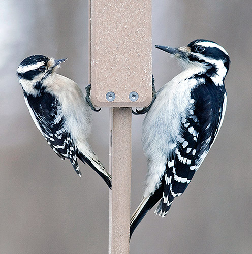 Red Cockaded Woodpeckers: Second Population