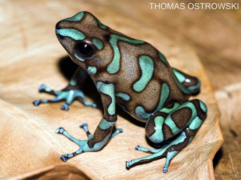 Mundo animal Rãs venenosas Mundo animal Rãs venenosas