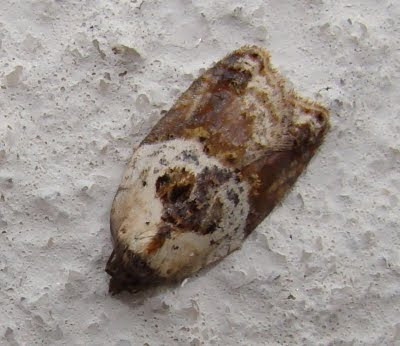 Natureza-em-movimento: Pequena traça