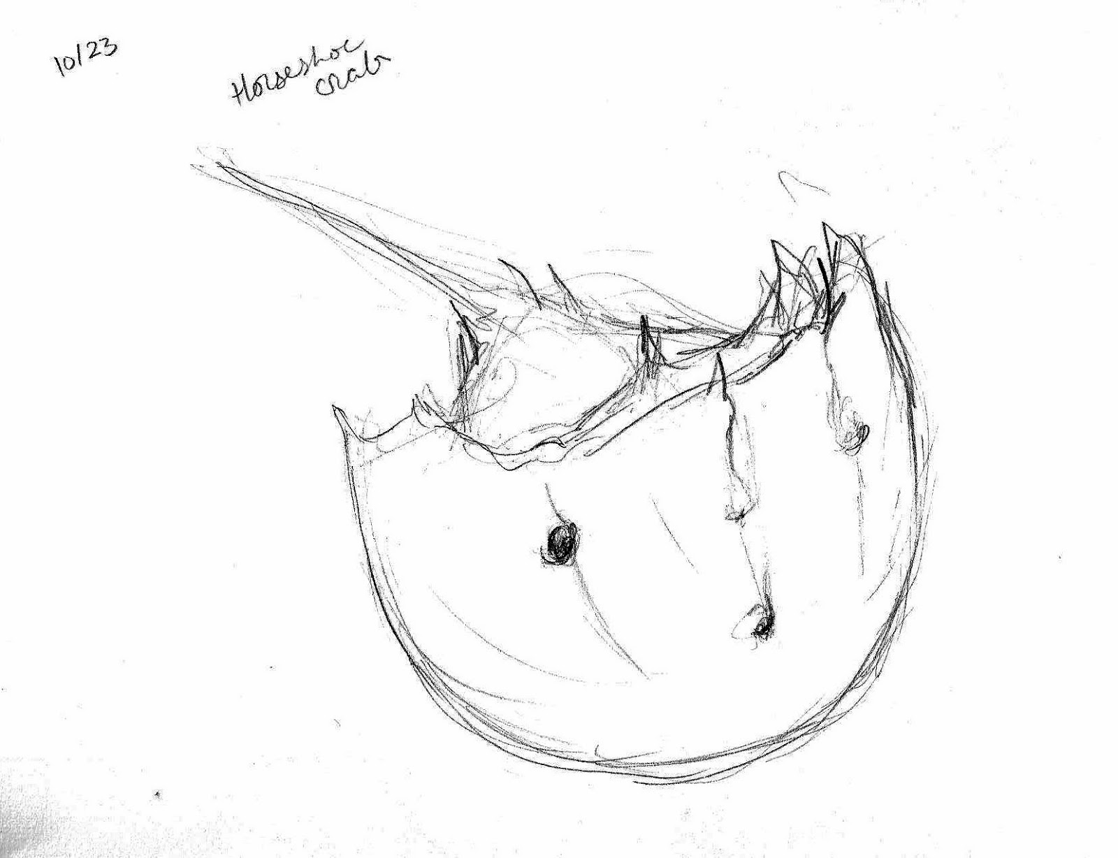 Inky Phalangies Thoughts Horseshoe crab