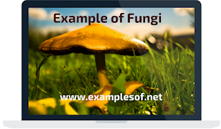 fungi examples