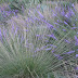 Gayfeather and Pine Muhly