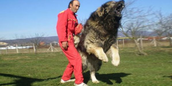 VENTANILLA SIN SERVICIO Un perro pesa 127 kilos