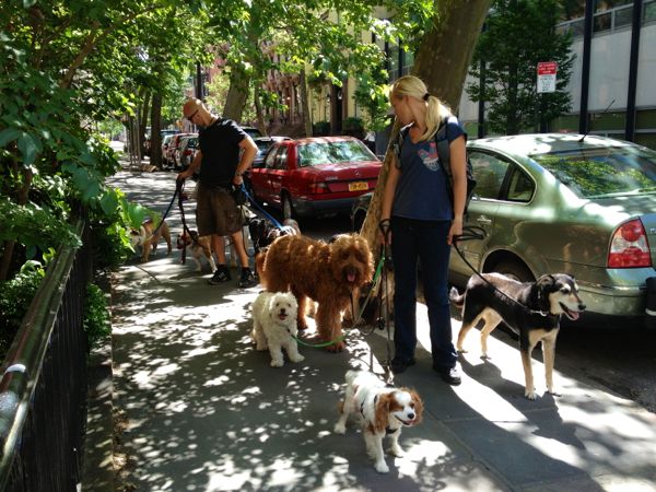 NowThisLife.com - Brooklyn Heights dog walkers