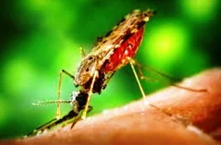 Nyamuk Penyebar Malaria