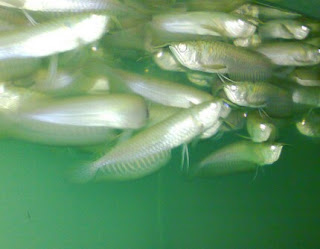 Penyebab dan Cara Mengatasi Ikan Arwana Tidak Mau Makan