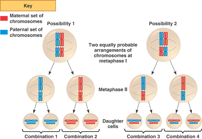 .Jose Biology B. .Vocabulary of Concepts of Ch.11 Patterns of