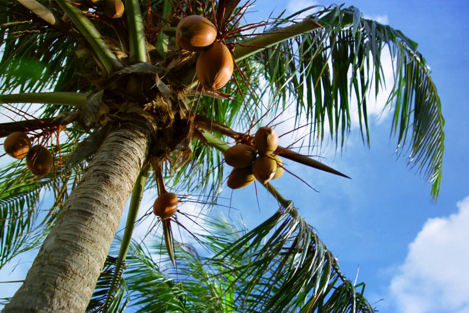 Travel & Adventures Northern Mariana Islands. A voyage to Northern
