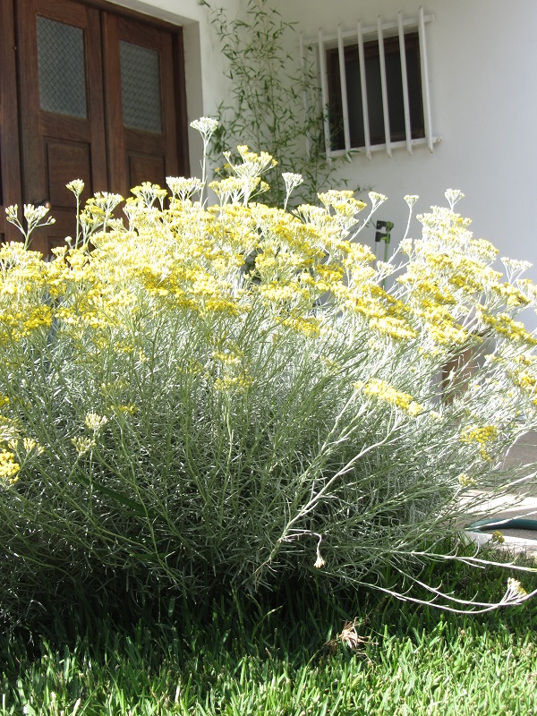The Outlaw Gardener A Friday Quickie
