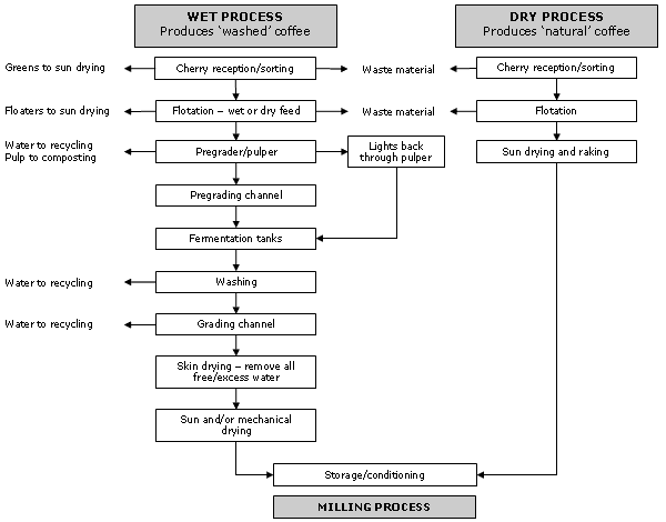 Coffeecology Proses Pengolahan Kopi
