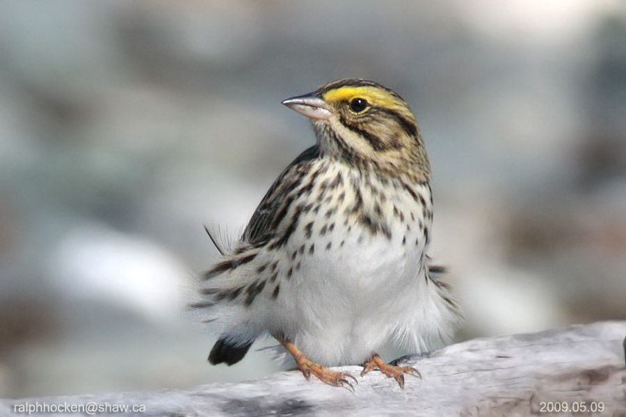 The Backyard Wildbird and Nature Store Nanaimo bird report, July 30, 2017